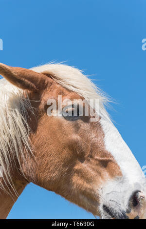 Cheval belge à l'American Farm ranch close-up Banque D'Images