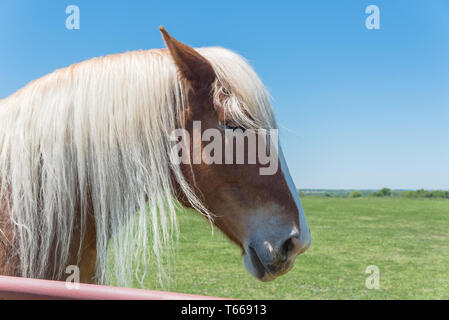 Cheval belge à l'American Farm ranch close-up Banque D'Images
