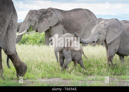 L'éléphant africain (Loxodonta africana) bébé, marche à pied et à jouer en troupeau, parc national d'Amboseli, au Kenya. Banque D'Images