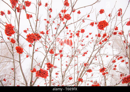 Viburnum viorne d'hiver, les fruits sur l'arbre. Viburnum. Rowan rouge. Petits fruits rouges ou viburnum sous la neige. Paysage d'hiver. Première neige. Roman rouge. Banque D'Images