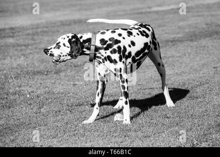 Les chiens, Dalmation dalmation noir et blanc les chiens de jouer dehors au soleil sur une belle journée Banque D'Images