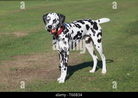 Les chiens, Dalmation dalmation noir et blanc les chiens de jouer dehors au soleil sur une belle journée Banque D'Images