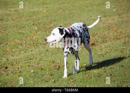 Les chiens, Dalmation dalmation noir et blanc les chiens de jouer dehors au soleil sur une belle journée Banque D'Images