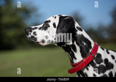 Les chiens, Dalmation dalmation noir et blanc les chiens de jouer dehors au soleil sur une belle journée Banque D'Images