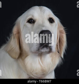 Golden Retriever Dog sur fond noir, des portraits de golden retriever Banque D'Images