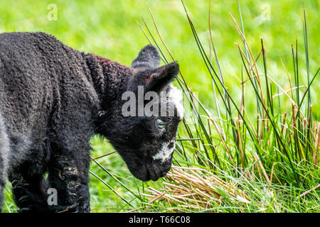 Petit agneau noir un champ permanent en Irlande. Banque D'Images