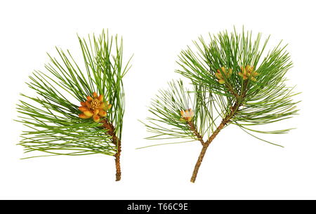 Les aiguilles de pin vert. Arrière-plan blanc. Banque D'Images