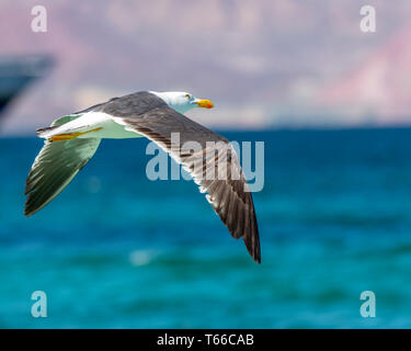 Yellow-footed Gull (Larus livens) en vol dans la région de Baja California, au Mexique. Banque D'Images