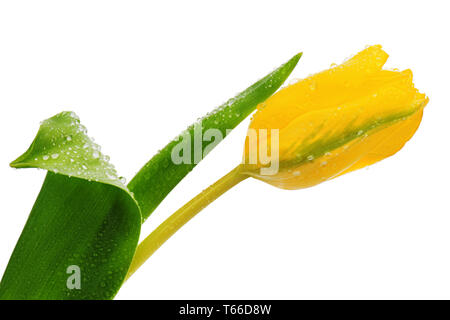 Tulipe jaune isolé sur blanc. Banque D'Images