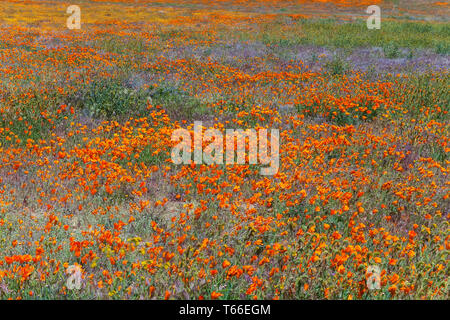 Domaine de Fleurs de coquelicots de Californie (Eschscholzia californica) et d'autres fleurs sauvages à Antelope Valley, Réserve de pavot, en Californie, aux États-Unis, au printemps Banque D'Images
