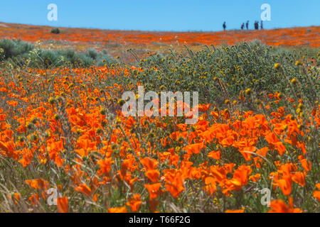 Domaine de Fleurs de coquelicots de Californie (Eschscholzia californica) à Antelope Valley, à réserver, en Californie, États-Unis au printemps. Banque D'Images