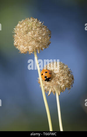 Seven-Spot Coccinelle, Allemagne, (Coccinella septempu Banque D'Images