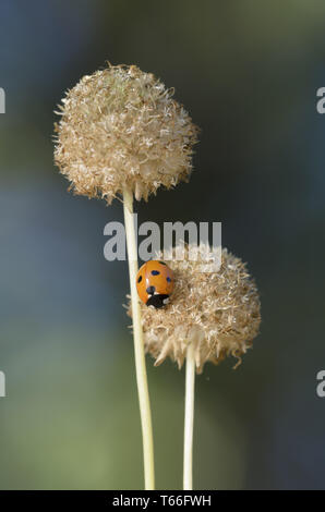 Seven-Spot Coccinelle, Allemagne, (Coccinella septempu Banque D'Images