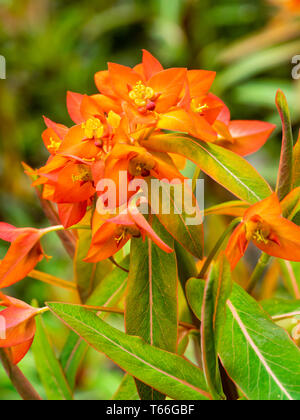 Bractées rouge de contenir le petites fleurs jaunes de la verticale, la floraison du printemps, de l'euphorbe ésule Euphorbia griffithii 'Fireglow' Banque D'Images