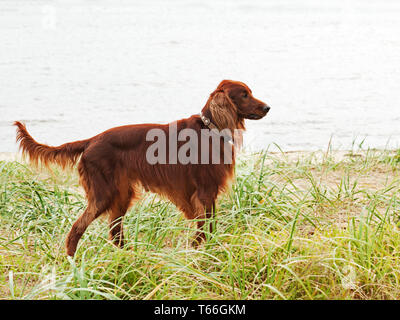 La chasse setter irlandais debout dans l'herbe. L'automne Banque D'Images