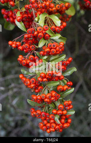 Multi ou pyracantha, genre Pyracantha Banque D'Images