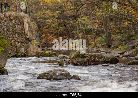 Creek dans la vallée de Bodetal Bode, Harz, Allemagne Banque D'Images