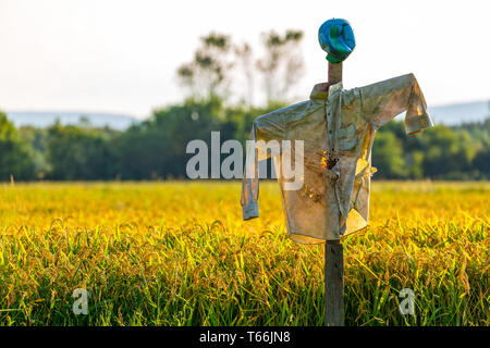 Le riz et l'épouvantail oreilles dans un champ de riz, full frame Banque D'Images