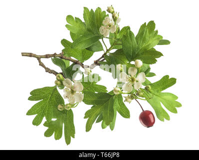 L'aubépine (Crataegus monogyna) branche avec fleurs isolé sur fond blanc Banque D'Images