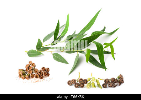 Branche d'eucalyptus avec des fleurs et des graines isolated on white Banque D'Images