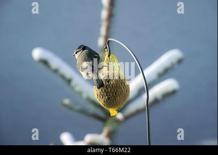 Bluetit européenne, Cyanistes caeruleus, Parus caeruleus Banque D'Images