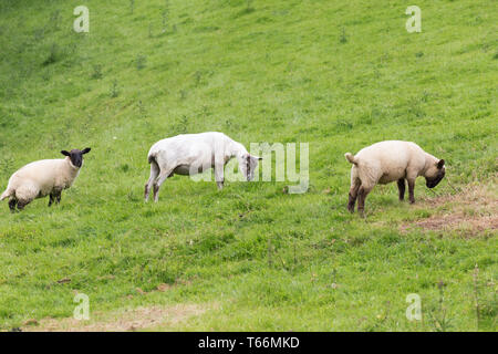 Idillic paysage avec Moutons, agneaux, ram sur une herbe verte juteuse parfait les champs et les collines près de ocean Banque D'Images