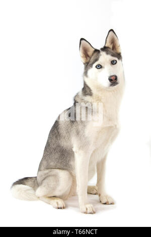 Chien Husky assis sur fond blanc, Husky a les yeux bleus et blanc visage, corps de loup Banque D'Images