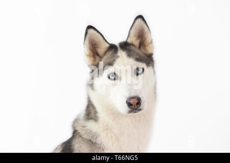 Chien Husky assis sur fond blanc, Husky a les yeux bleus et blanc visage, corps de loup Banque D'Images