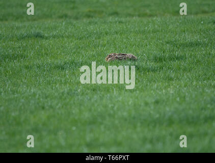 Lièvre brun Lepus europaeus, se cachant dans champ arable, Lancashire, UK Banque D'Images