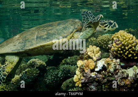 La tortue imbriquée, Eretmochelys imbricata, natation sur les récifs coralliens à Marsa Alam, Red Sea, Egypt Banque D'Images