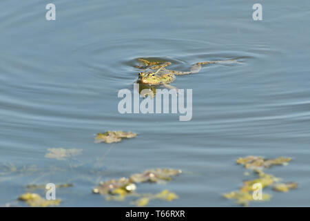 Frog flottant sur l'étang close up detail Banque D'Images