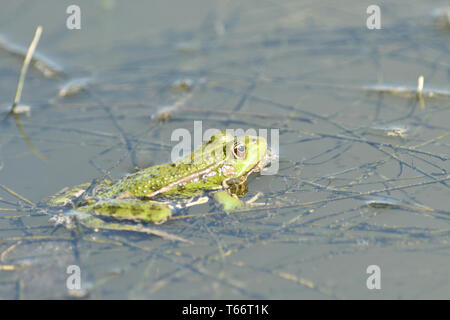 Frog flottant sur l'étang close up detail Banque D'Images