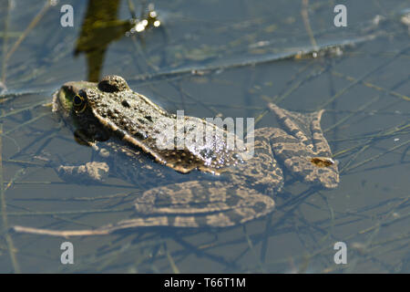 Frog flottant sur l'étang close up detail Banque D'Images