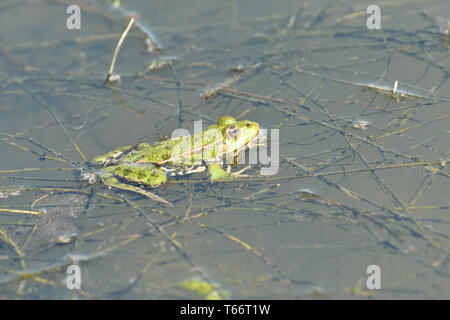 Frog flottant sur l'étang close up detail Banque D'Images