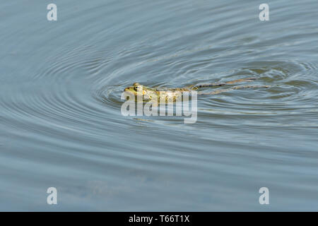 Frog flottant sur l'étang close up detail Banque D'Images