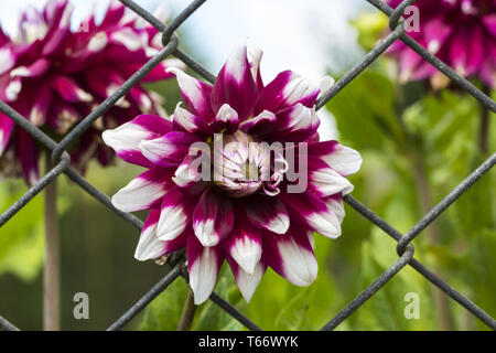 Close up floue de certains germes dans un buisson Banque D'Images