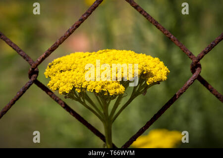 Close up floue de certains germes dans un buisson Banque D'Images