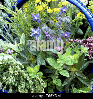 Herbes de guérison dans un panier Banque D'Images