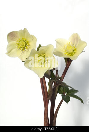 Rose de Noël, Helleborus niger Banque D'Images