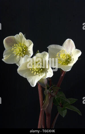Rose de Noël, Helleborus niger Banque D'Images