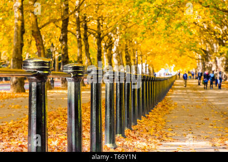 Scène d'automne, constitution hill route bordée d'arbres dans la région de Green Park, Londres Banque D'Images