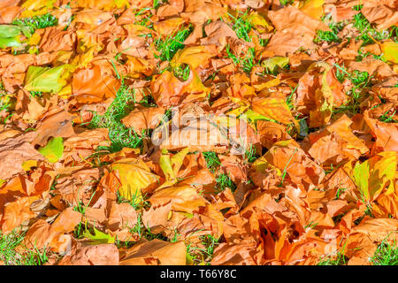 Concept d'automne rempli de pelouse, les feuilles qui tombent dans Green Park de Londres Banque D'Images