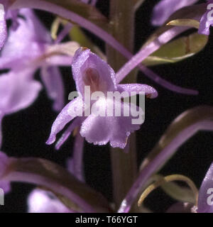 Orchidée parfumée, Gymnadenia conopsea Banque D'Images