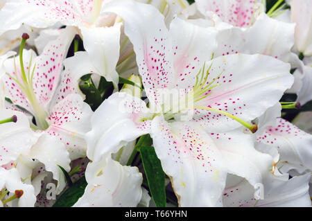 De nombreuses fleurs de lys dans le jardin vue rapprochée Banque D'Images