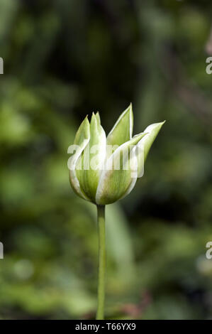Saison de floraison des tulipes aux Pays-Bas, Europe Banque D'Images