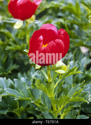 La pivoine Paeonia officinalis, Banque D'Images