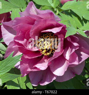 Pivoine arbustive (Paeonia) Banque D'Images