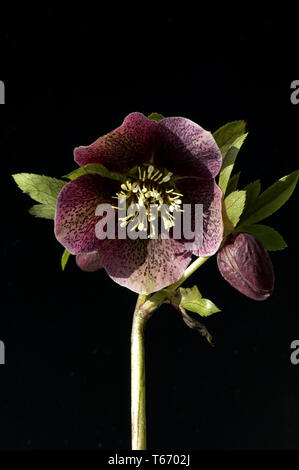 Hellebore Helleborus purpurascens, violet Banque D'Images