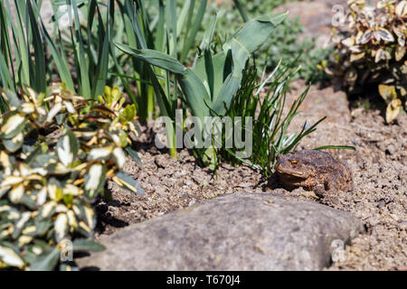 Crapaud brun dans le jardin Banque D'Images