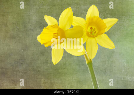 Jonquille ou narcisse, Narcisse jonquilla, Liliaceae Banque D'Images